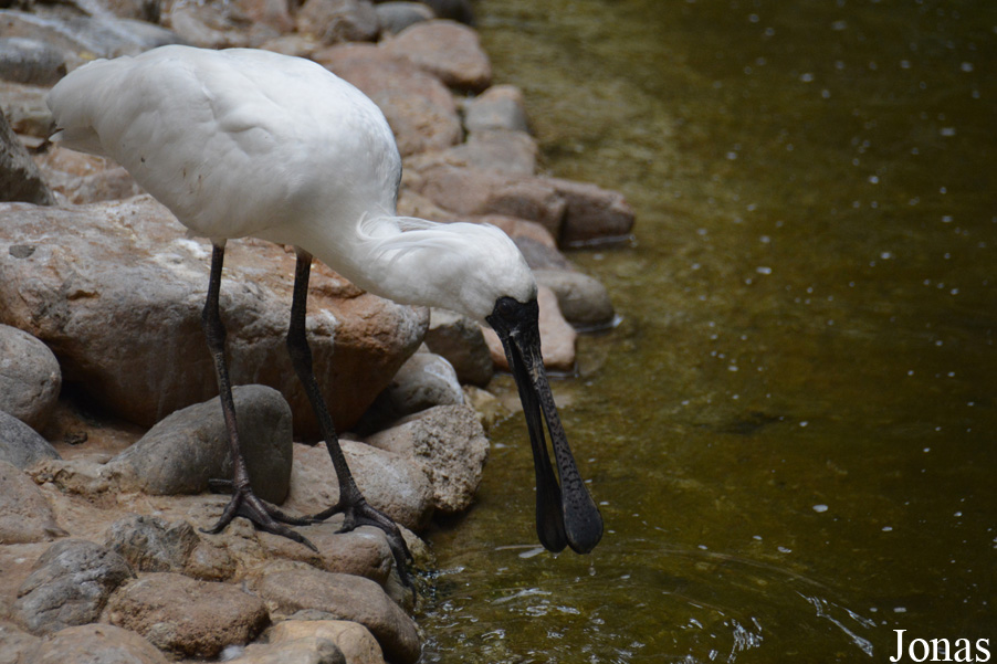 Platalea minor