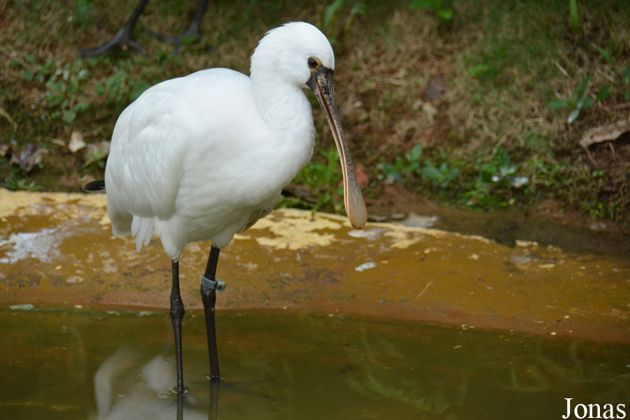 Platalea minor