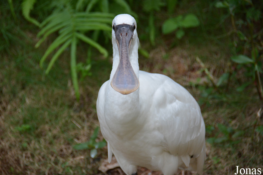 Platalea minor