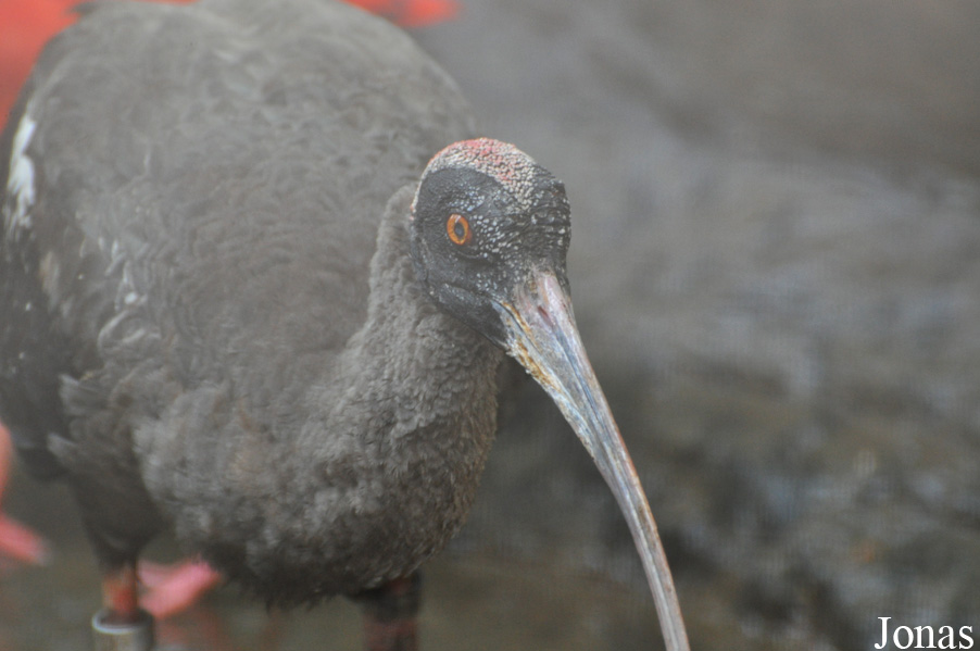 Pseudibis papillosa