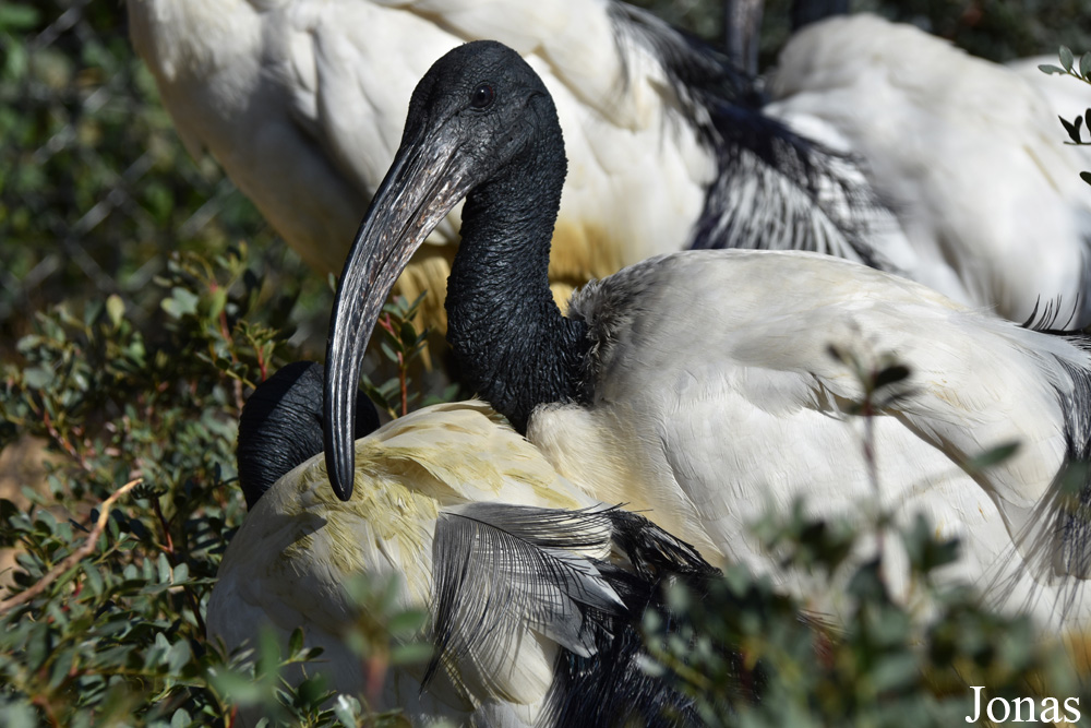 Threskiornis aethiopicus