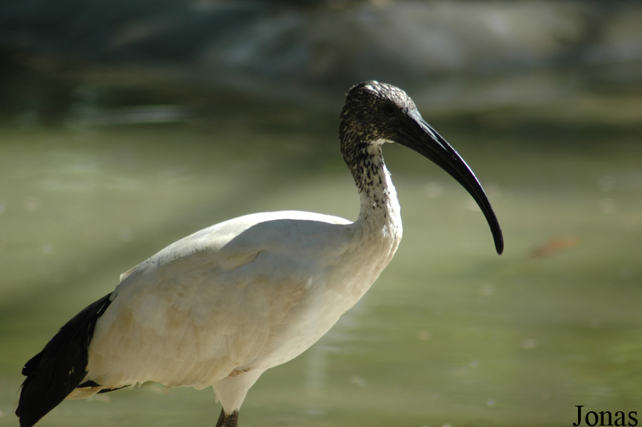 Threskiornis aethiopicus