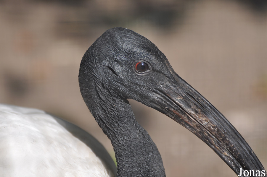 Threskiornis aethiopicus