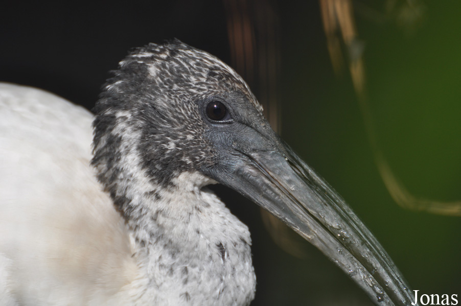 Threskiornis aethiopicus