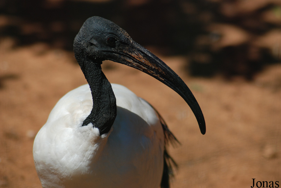 Threskiornis aethiopicus