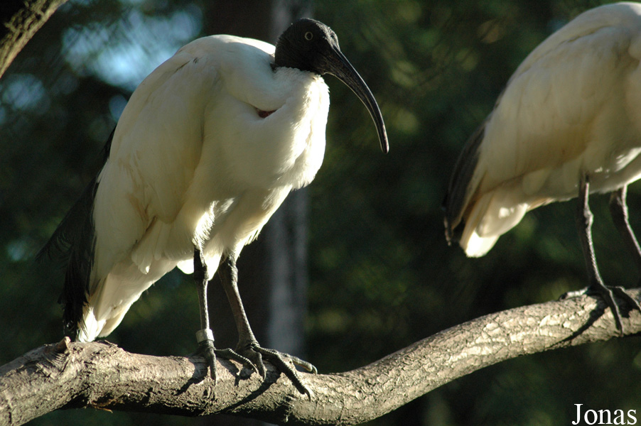 Threskiornis bernieri