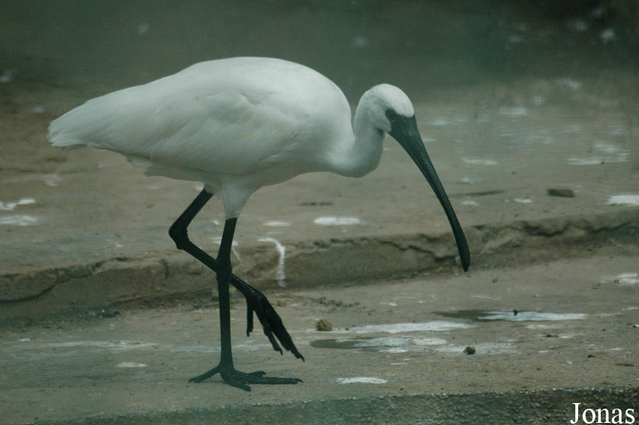 Threskiornis melanocephalus