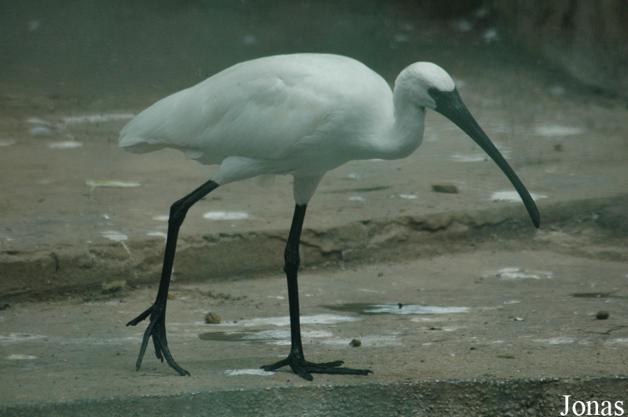 Threskiornis melanocephalus