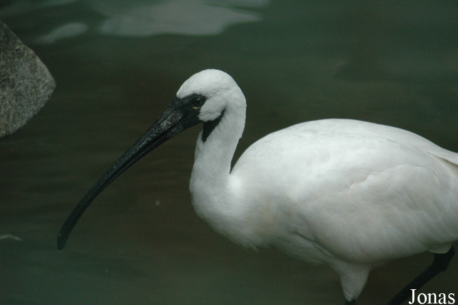 Threskiornis melanocephalus