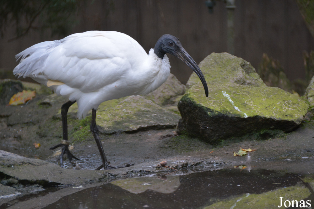 Threskiornis melanocephalus
