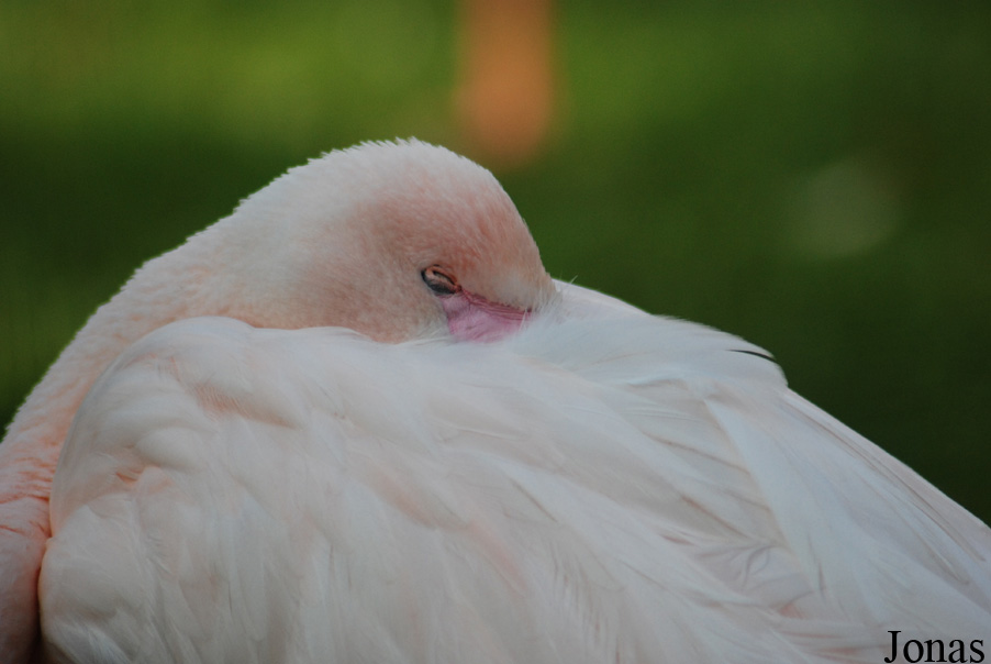 Phoenicopterus roseus