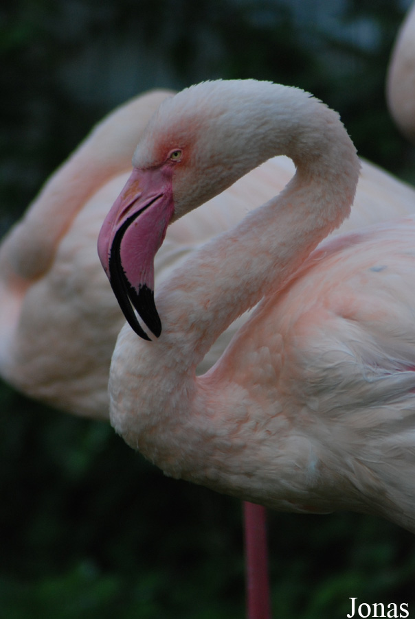 Phoenicopterus roseus