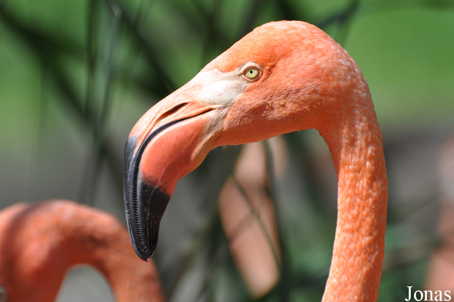 Phoenicopterus ruber