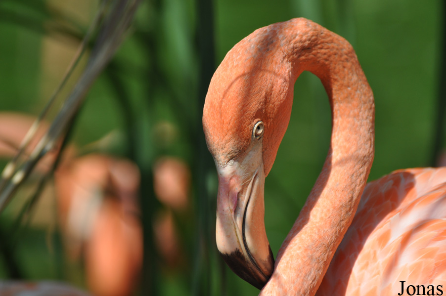 Phoenicopterus ruber