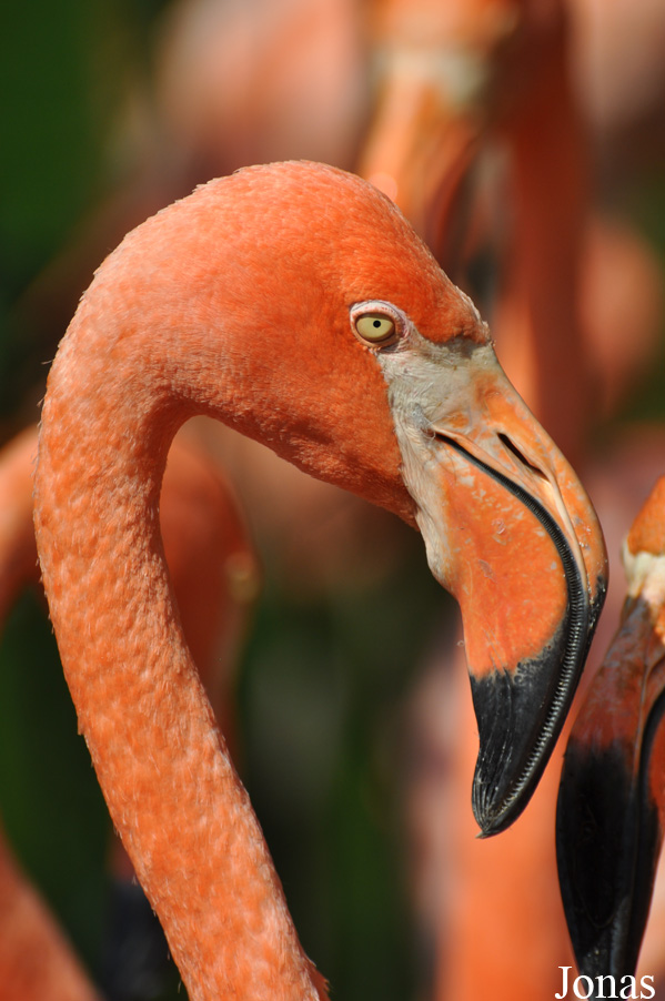 Phoenicopterus ruber
