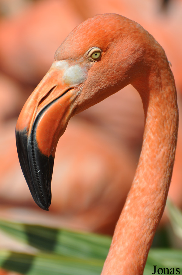 Phoenicopterus ruber