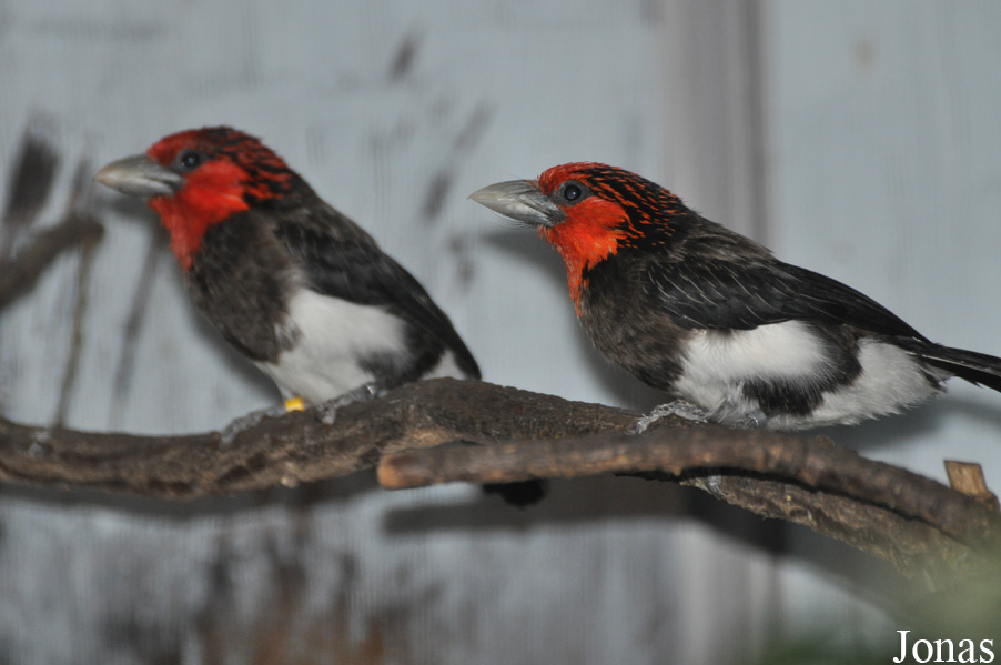 Pogonornis melanopterus