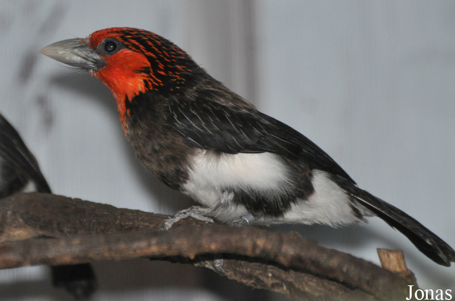 Pogonornis melanopterus