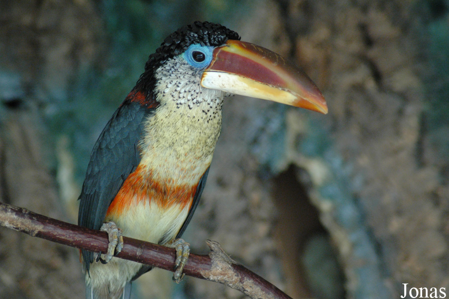 Pteroglossus beauharnaisii