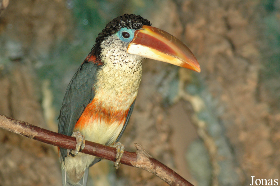 Pteroglossus beauharnaisii