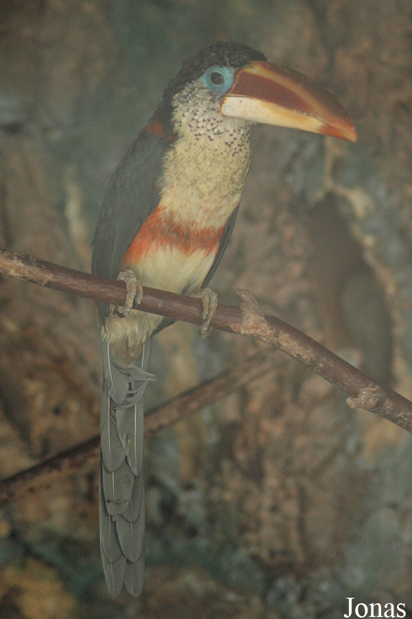 Pteroglossus beauharnaisii