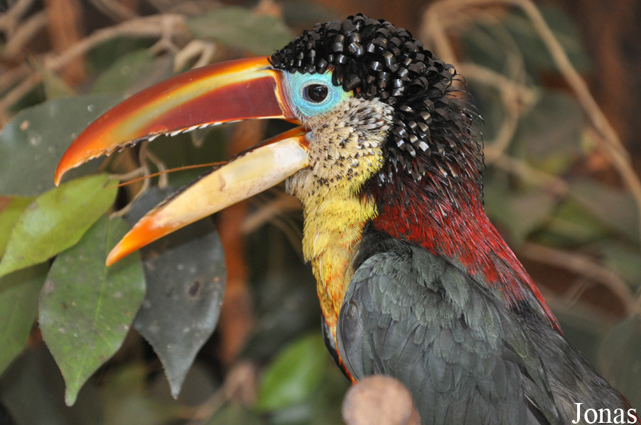 Pteroglossus beauharnaisii