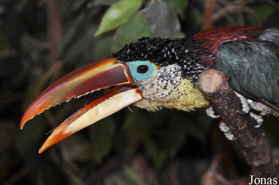 Pteroglossus beauharnaisii