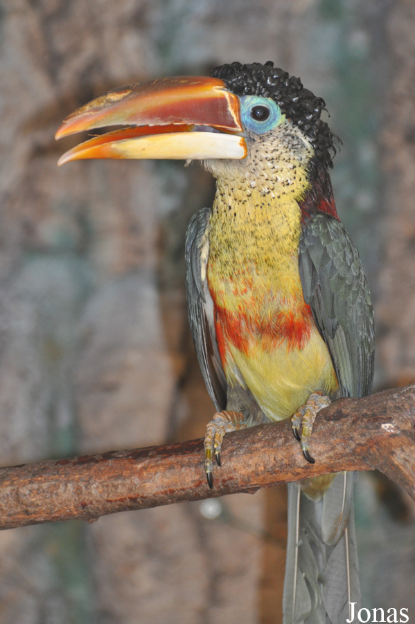 Pteroglossus beauharnaisii