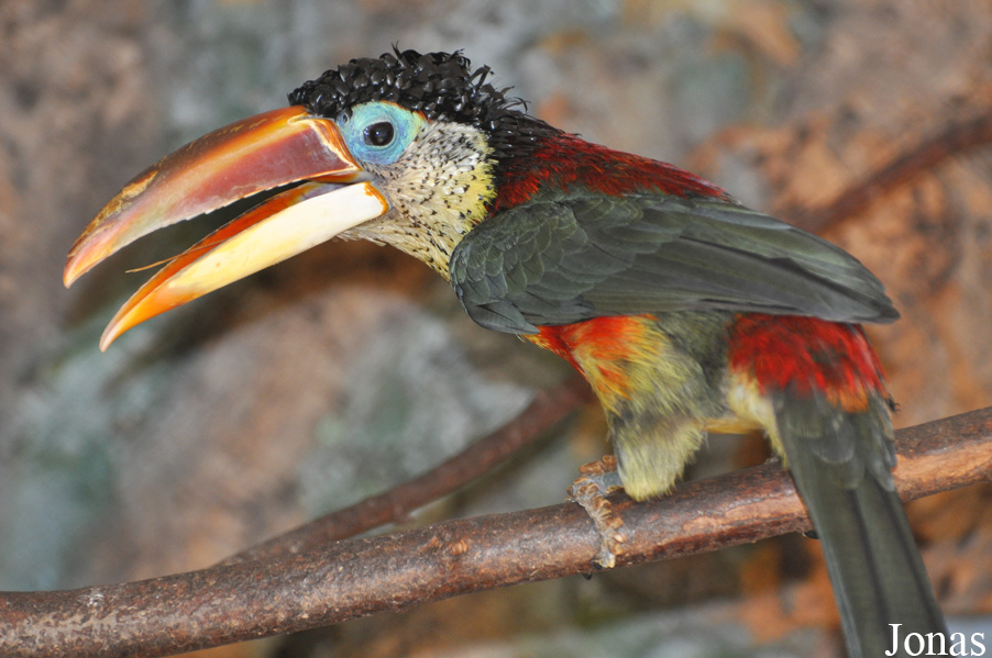 Pteroglossus beauharnaisii