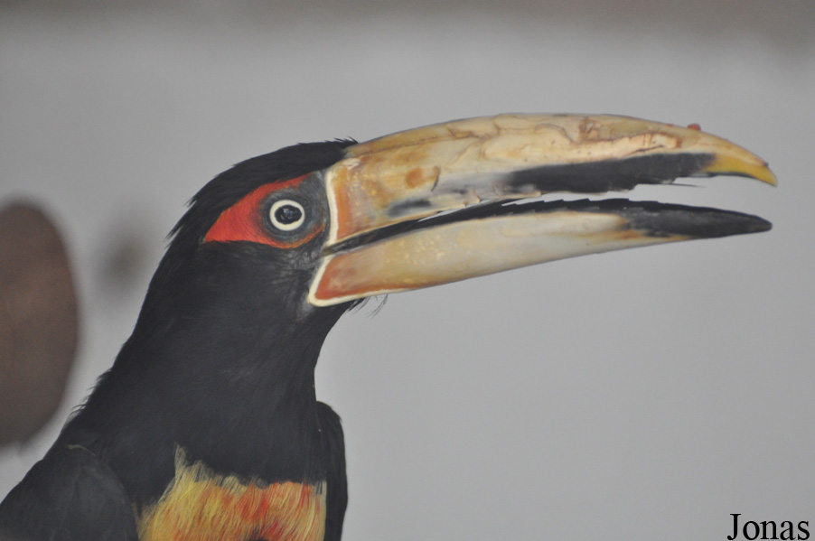 Pteroglossus erythropygius
