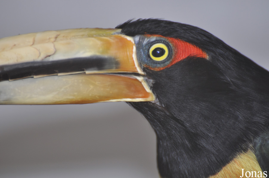 Pteroglossus erythropygius