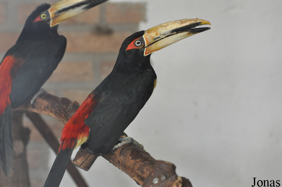 Pteroglossus erythropygius