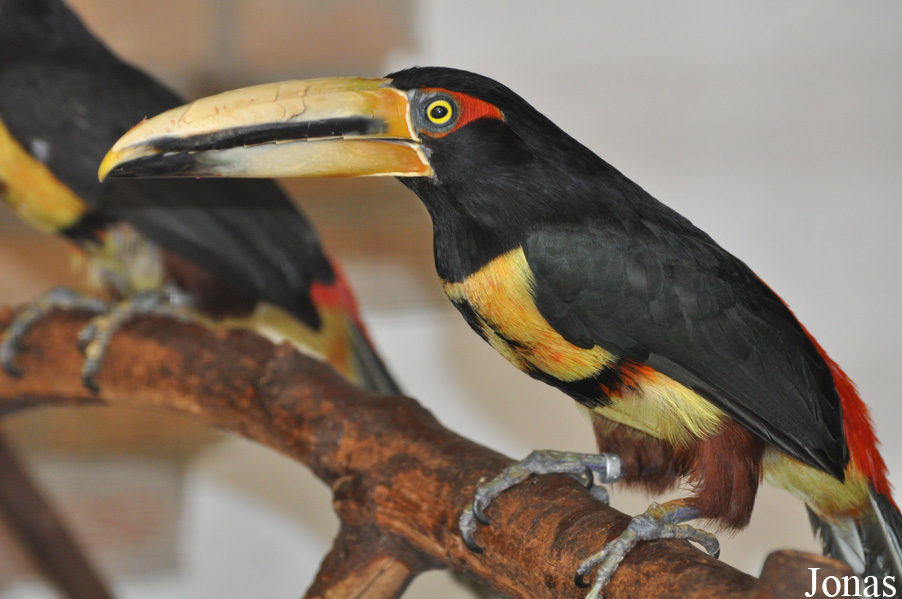 Pteroglossus erythropygius