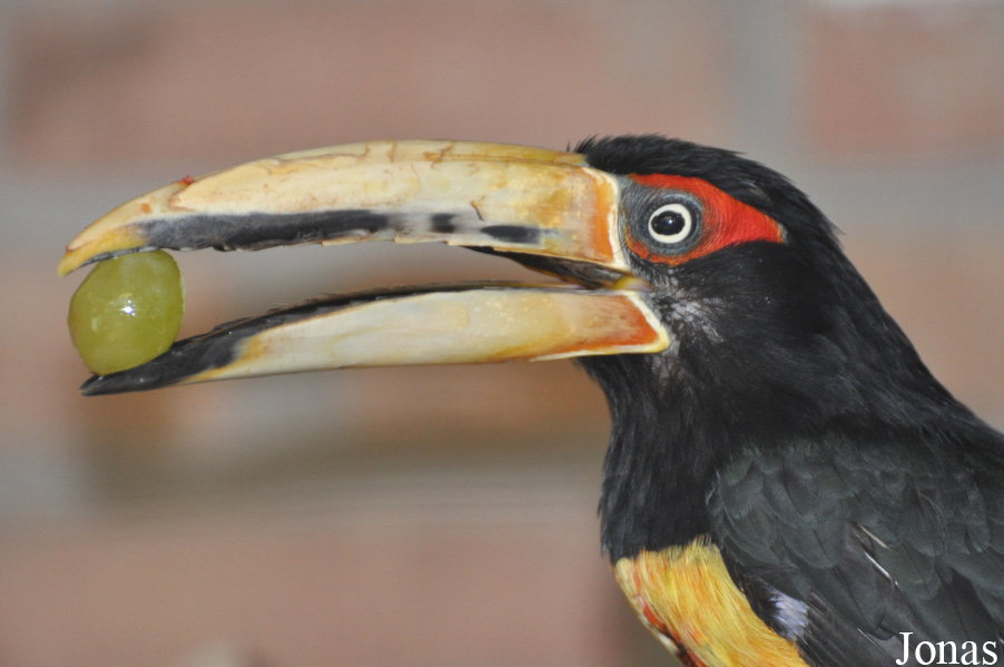 Pteroglossus erythropygius