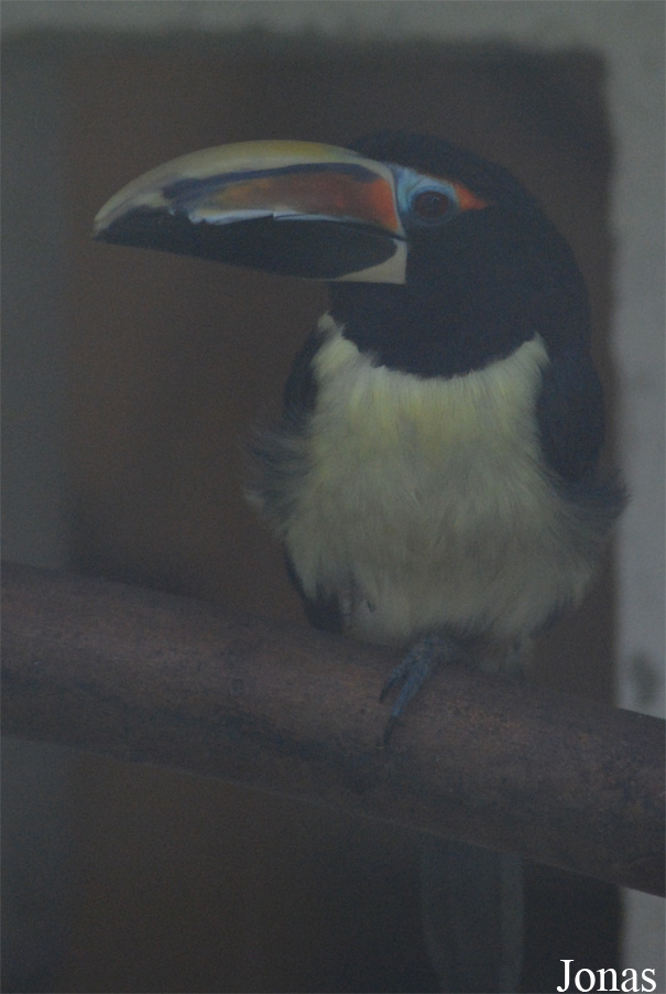 Pteroglossus viridis