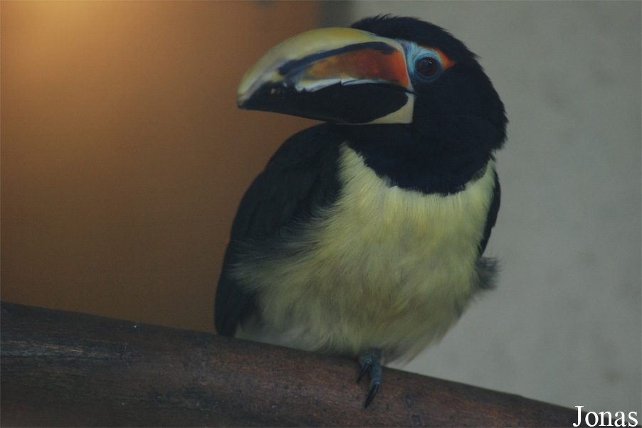 Pteroglossus viridis