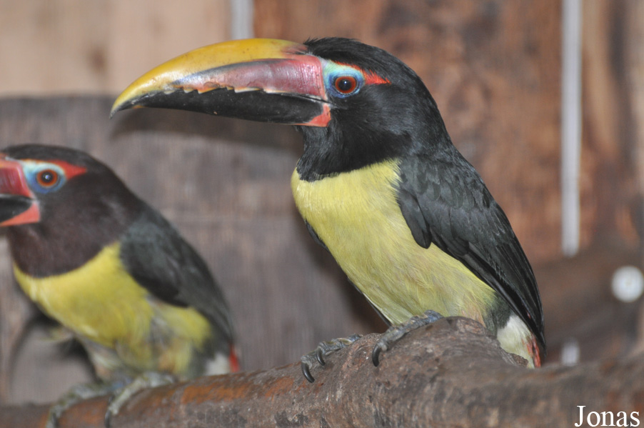 Pteroglossus viridis