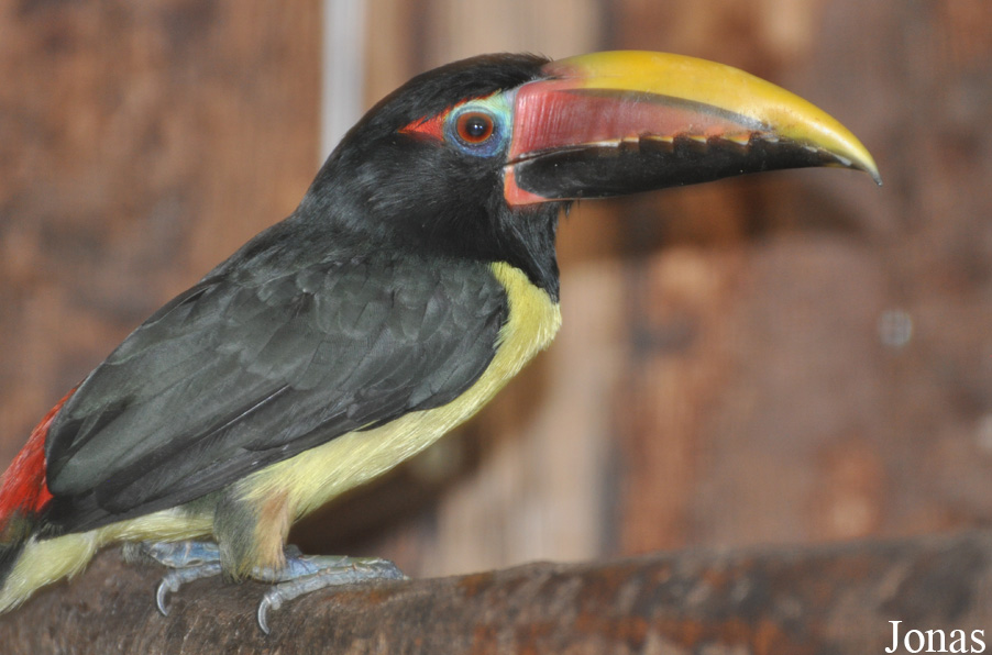 Pteroglossus viridis