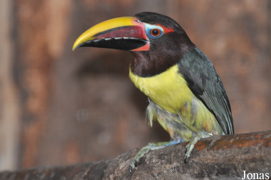 Pteroglossus viridis