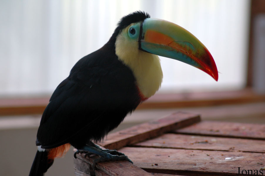 Ramphastos sulfuratus