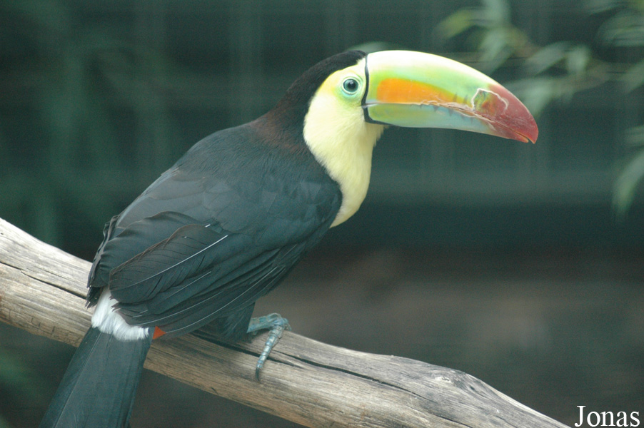 Ramphastos sulfuratus