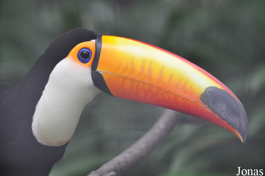 Ramphastos toco