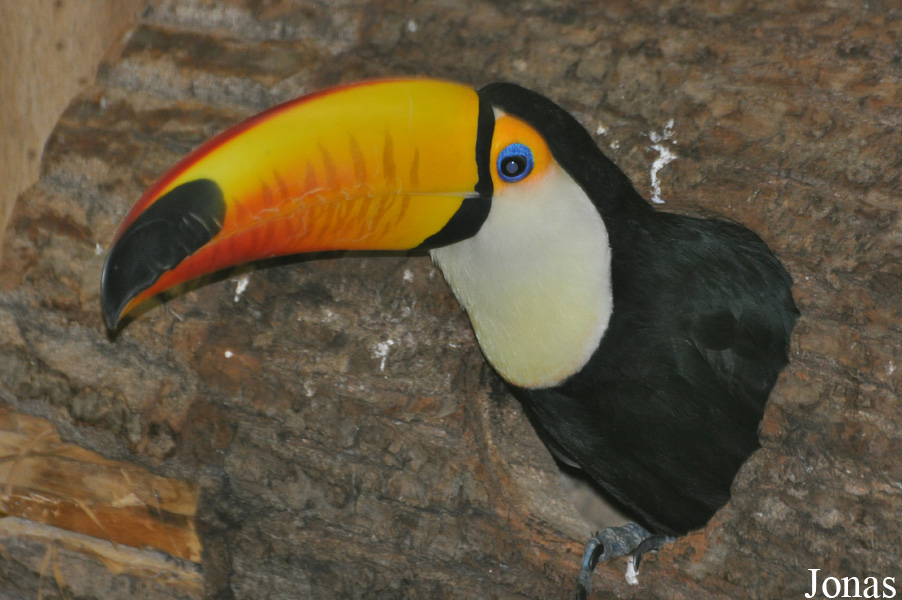 Ramphastos toco