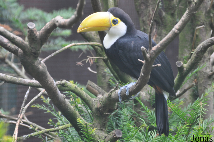 Ramphastos toco