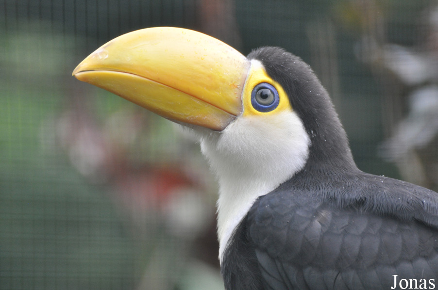 Ramphastos toco