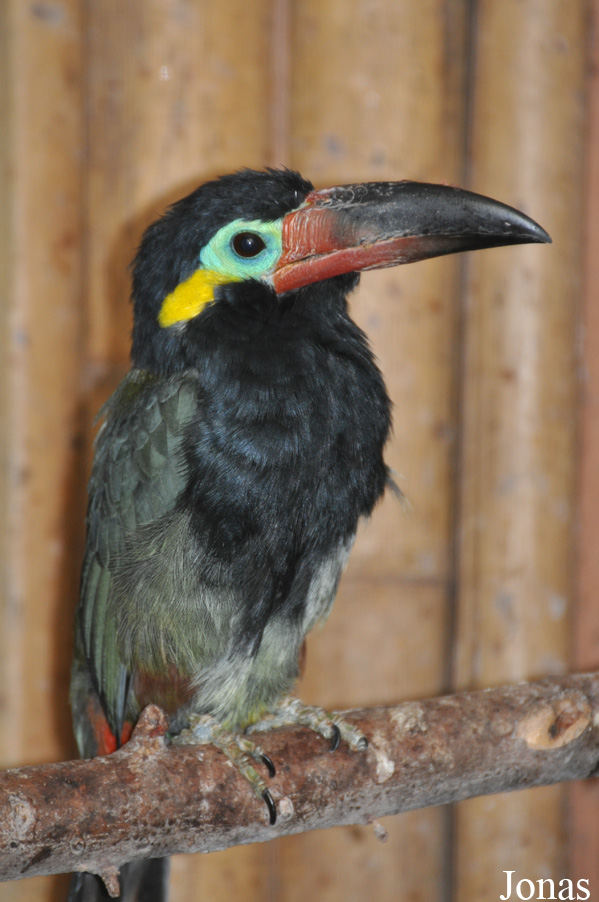 Selenidera piperivora