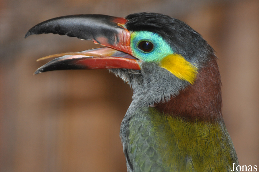 Selenidera piperivora