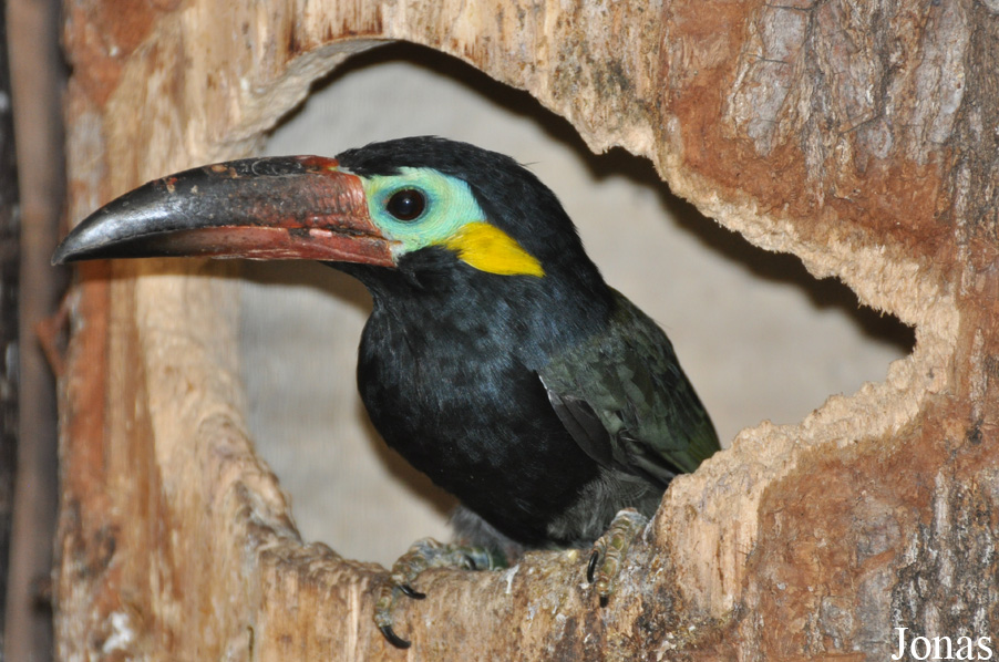 Selenidera piperivora