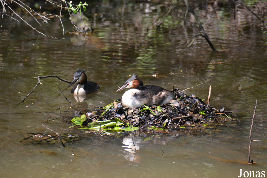 Podiceps cristatus cristatus / Nordhorn