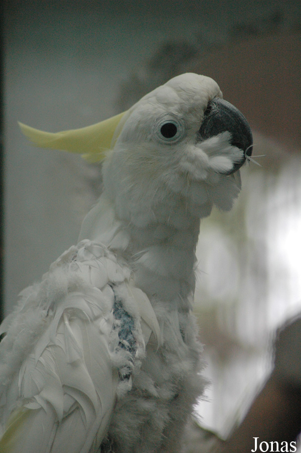 Cacatua galerita